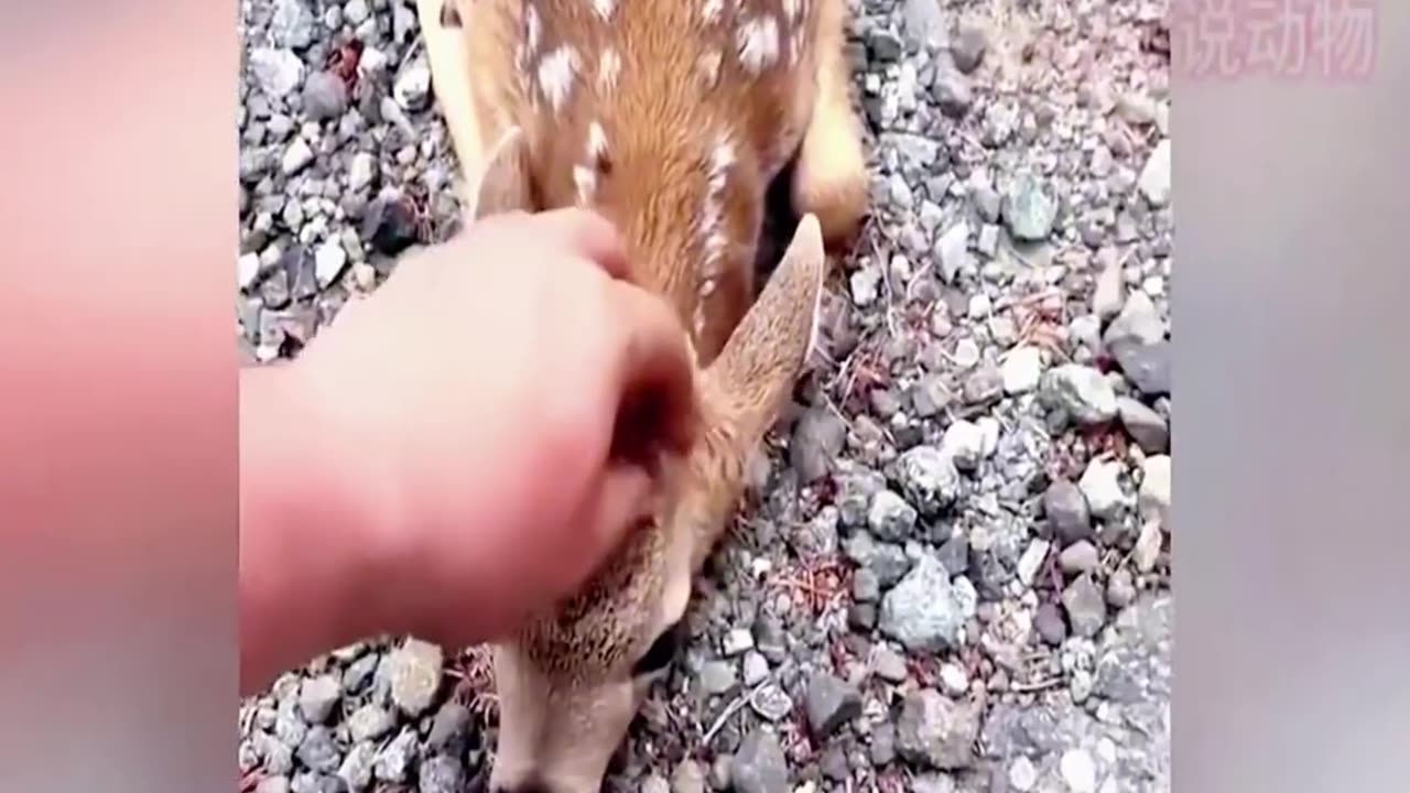 Deer begging for human help!