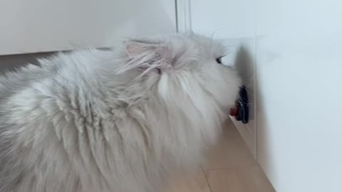 Cute cat eats candy on the wall