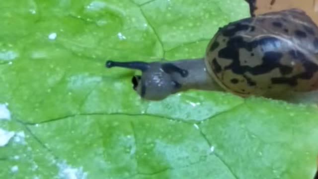 The sound of a snail eating cabbage