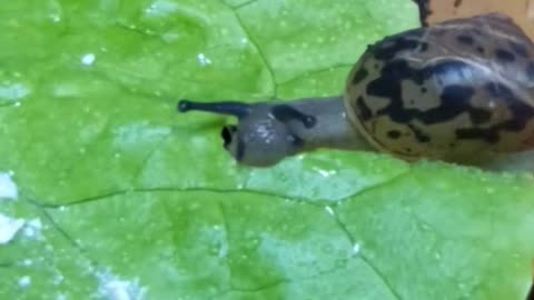 The sound of a snail eating cabbage