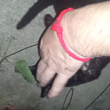 Semi evil black cat 🐈‍⬛