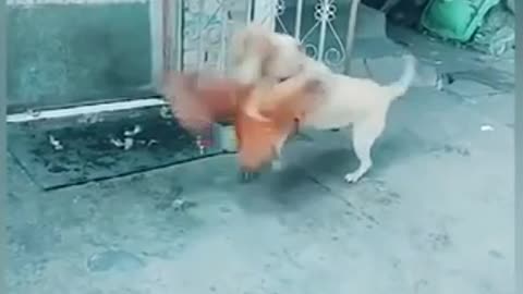 Let’s enjoy with chicken be dog fight