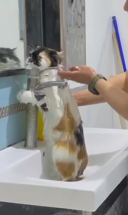 First bath for kitten Johnny and its loud meow
