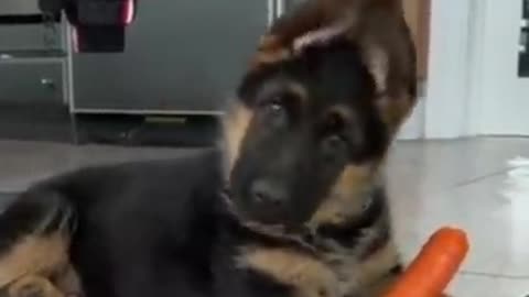 Funny_dogs_on_tiktok_#Short