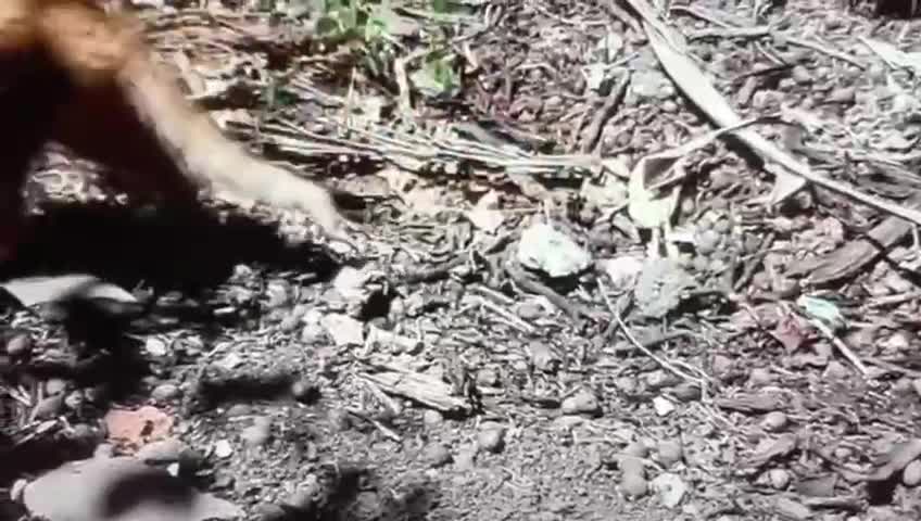 Cat Snakes