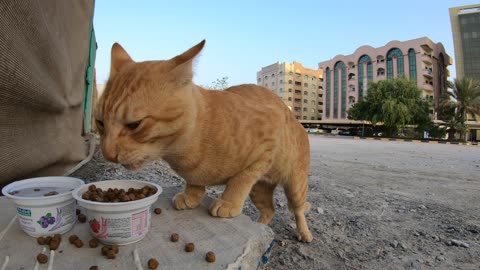 ED SHEERAN - Homeless cat in Ras Al Khaimah, UAE #cat #cats #EdSheeran #emirates #rak #ae #UAE #food