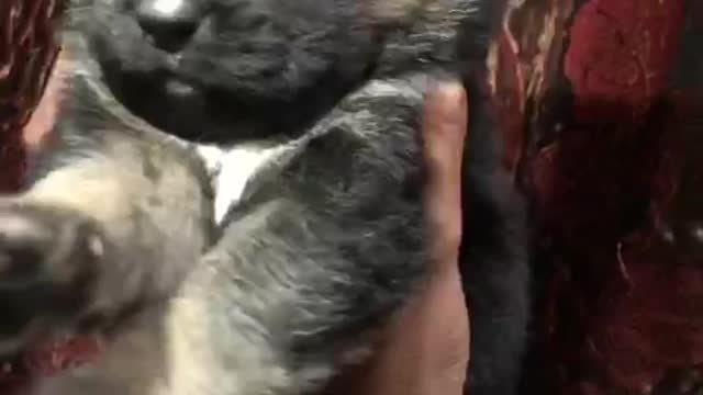 Dog is very kind hearted is very cute animal people like is kids like