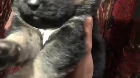 Dog is very kind hearted is very cute animal people like is kids like