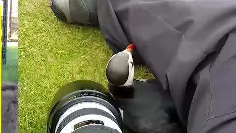 CUTE Animals Hugging People