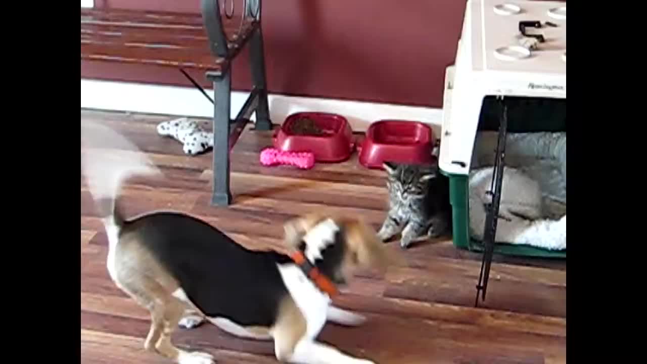 A Kitten and an Annoying Puppy