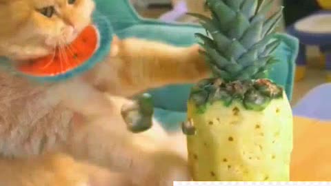 Funny cat video 2023 shaon 20