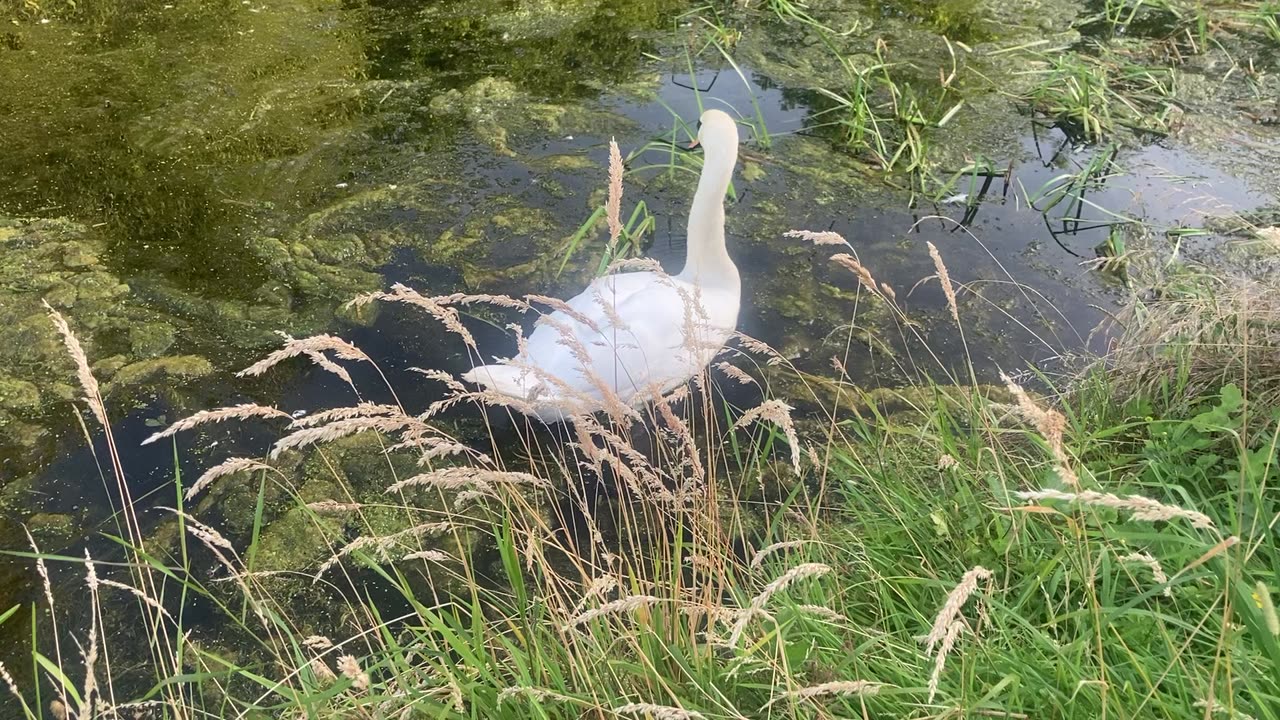 Swan with seven cygnets, munching