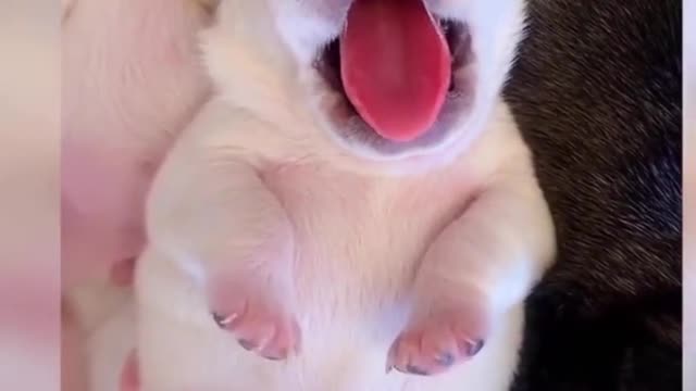 puppy