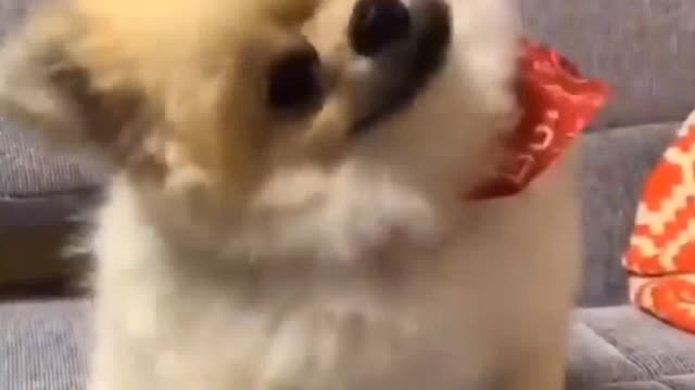 Super Funny Dog Videos #2 / Sunil94