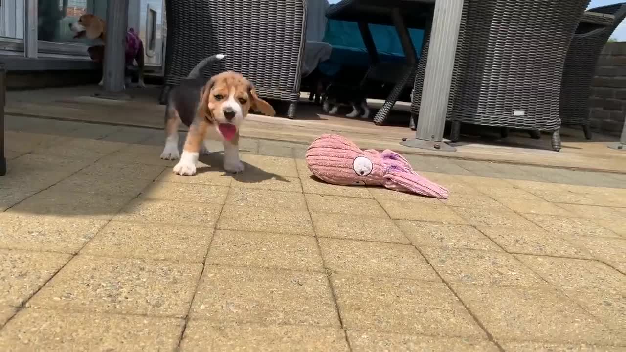 😻 Cute Beagle Puppy Playing in Ball pit with Brothers & 👉😻👈