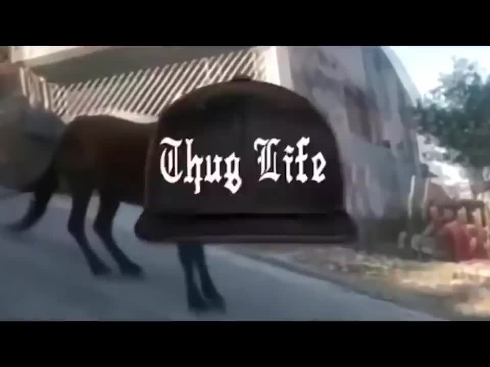 Animals Thug Life