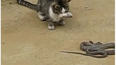 Cat is very brave facing dangerous snake.