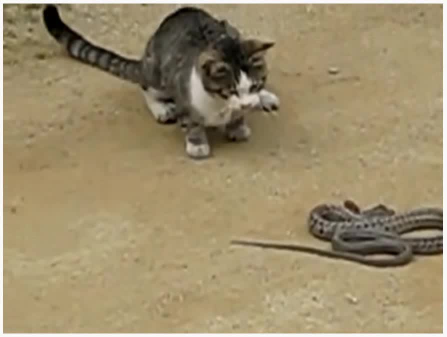 Cat is very brave facing dangerous snake.