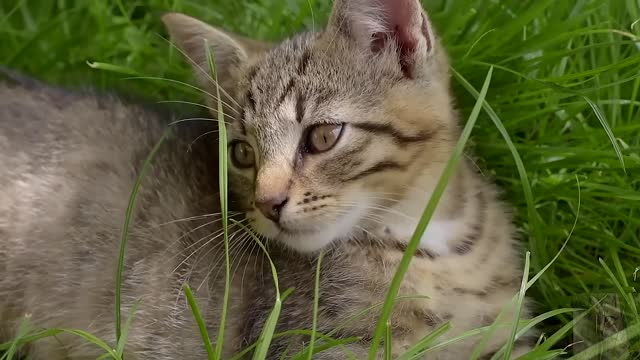Waiting for prey in the grass