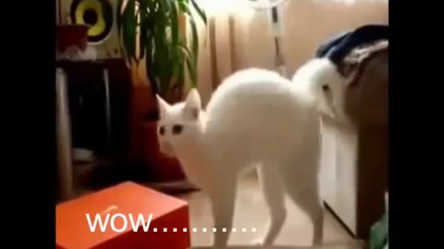 Funny clips for cats