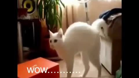 Funny clips for cats