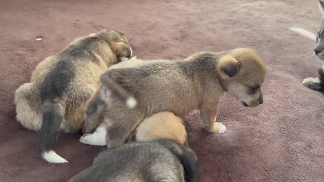 Funny Cat Reaction to Puppies [Kitty sees them for the First Time]