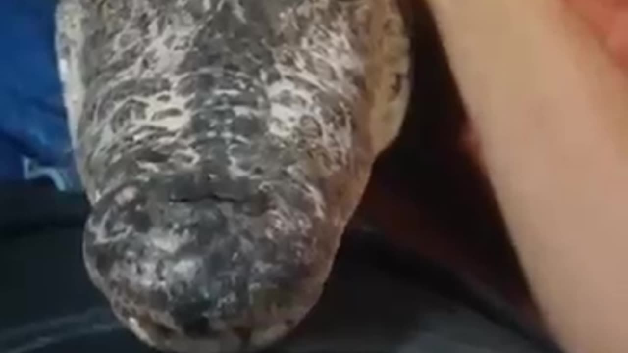 Adorable Crocodile Wants Cuddles!