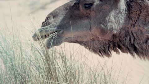 how does this camel eat with his lips