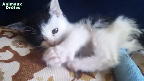 Top Drôles et Mignons Animaux