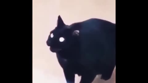 Funny videos animal cat and dog