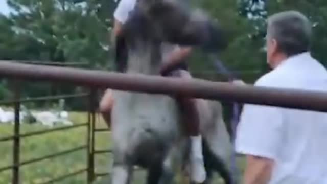 Funny Horse.😂😂