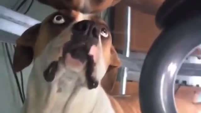 Attack Of The Funny Dogs || The Best Videos About Dogs #15 All Dogs