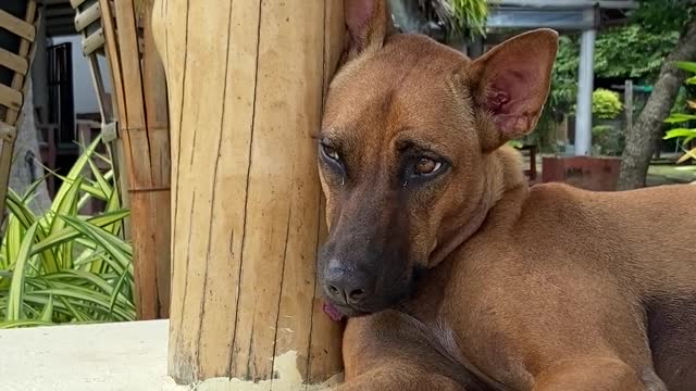 Brown Dog Resting While Leaning on a Wooden Post