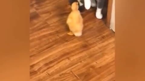 Duck 🦆 play kittens meowing Play