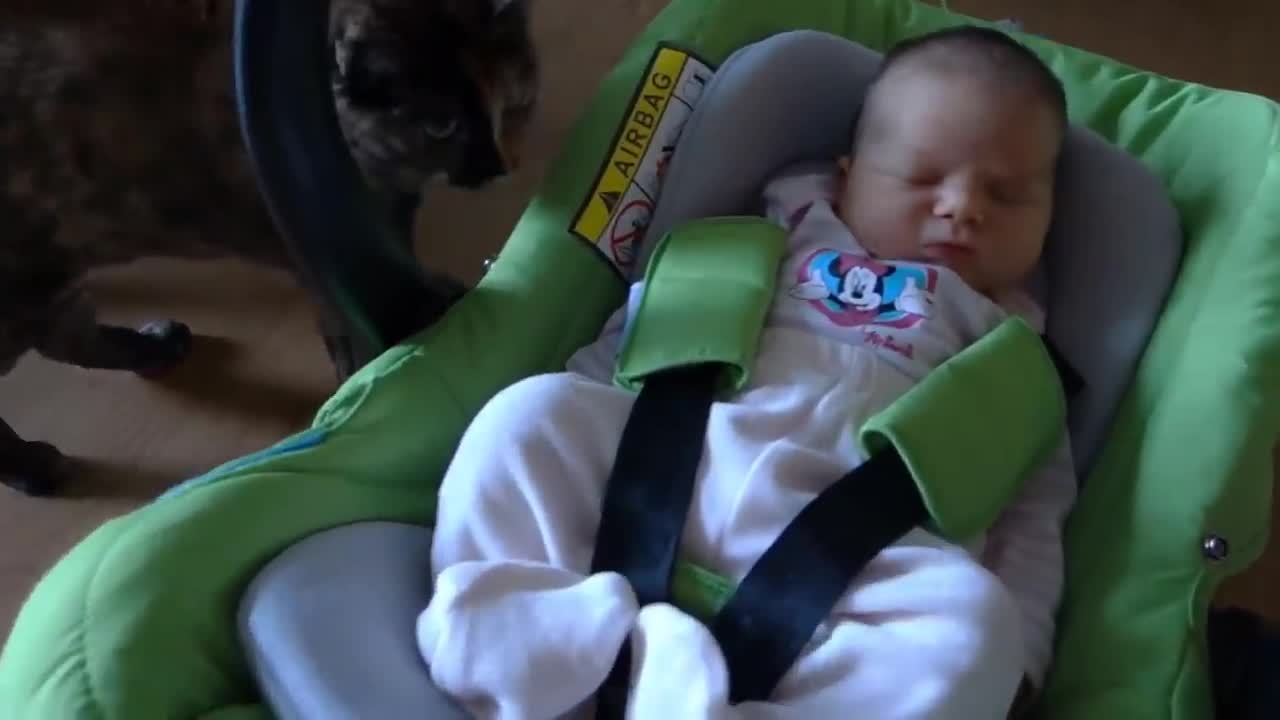 Cats meeting baby for the first time!!