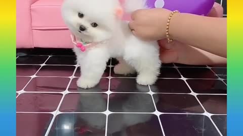 Cute and funny 🐕