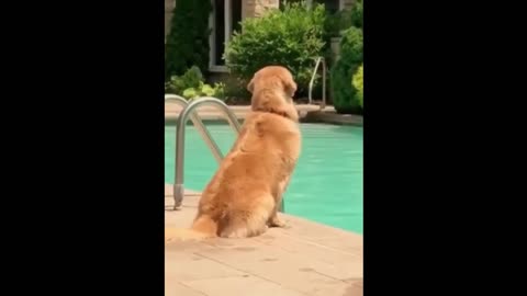 Funny Animals! Funny Dogs! Funny Videos! # Short