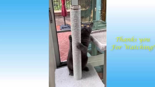 Aww So Cute Cats ♡ Best Funny Cat Videos