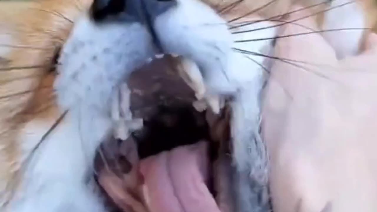 Fox Laughing Moment Funny animal video