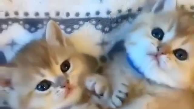 cute kitten cat