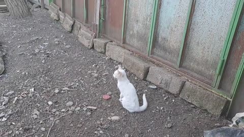 A beautiful white cat is looking for a mouse that it has lost