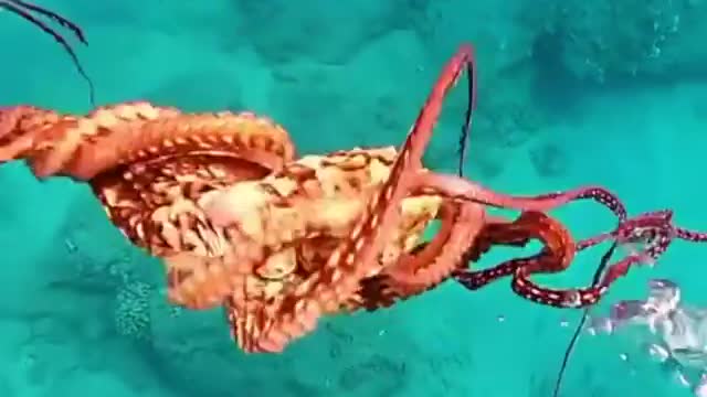 Octopus Dance