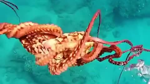 Octopus Dance