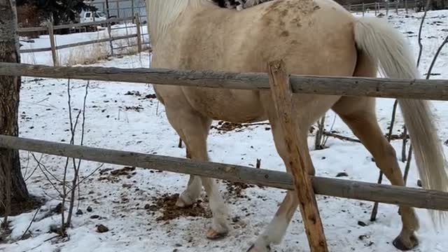 Horseback Riding Cat Might Have Future in Rodeo