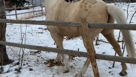 Horseback Riding Cat Might Have Future in Rodeo