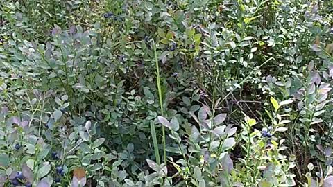 how blueberries grow in the forest