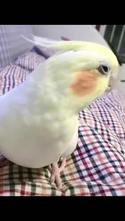 Funny sounds parrot follow baby/