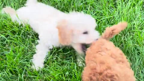 Cute puppies playing with each other 😱😱😱😱