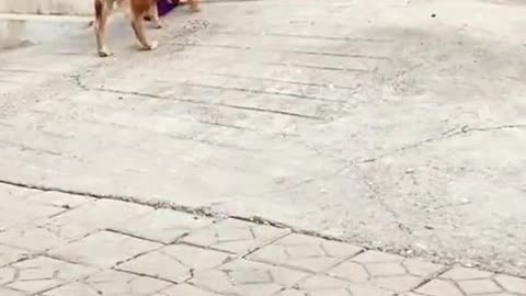 What a smart dog ！！！