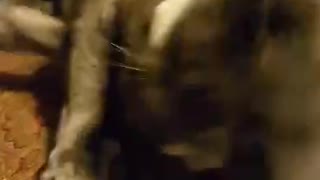 No Cat Christmas